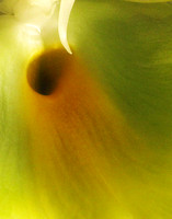 CTSM orchid abstract #1