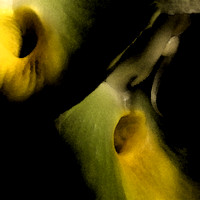 CTSM orchid abstract #3