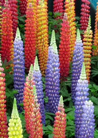 Lupins - First Prize winners