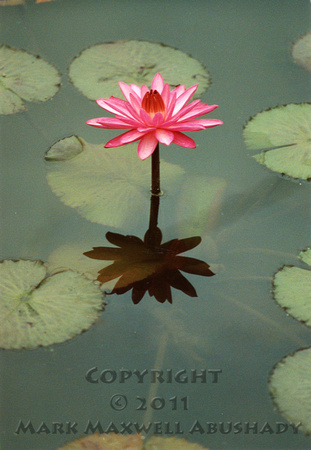 Water Lily night-blooming pink