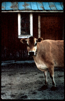 Vermont Cow