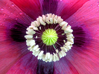 Pink-purple Opium Poppy