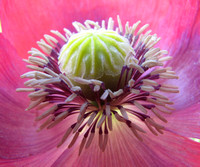 Opium Poppy - Red #2