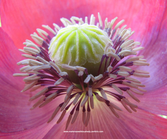 Opium Poppy - Red #2