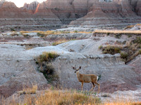 Mule Deer in a Badland valley