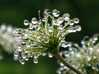 Clematis seedhead in the rain