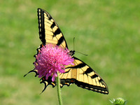 Tiger Swallowtail on Knautia #7