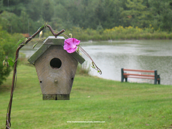 Wren House and Pond - September Rain
