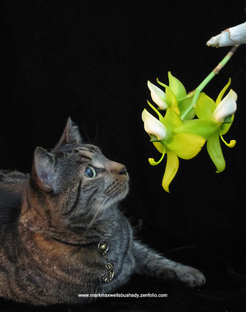 Klaus and Orchids