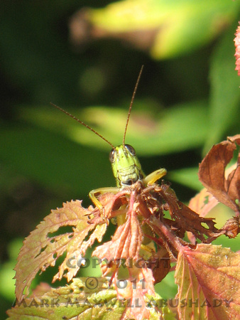 Grasshopper looking over Blackberry leaf