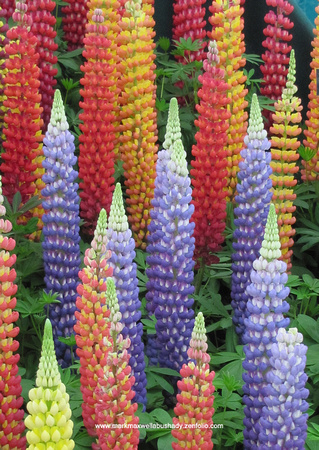 Lupins - First Prize winners