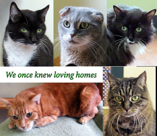 We Once Knew Loving Homes