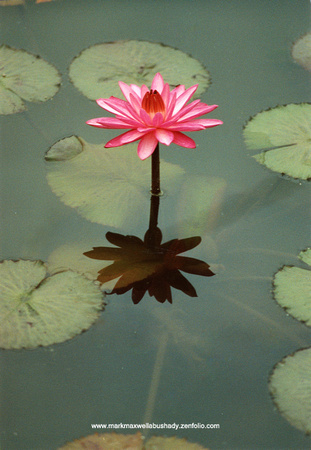 Water Lily night-blooming pink