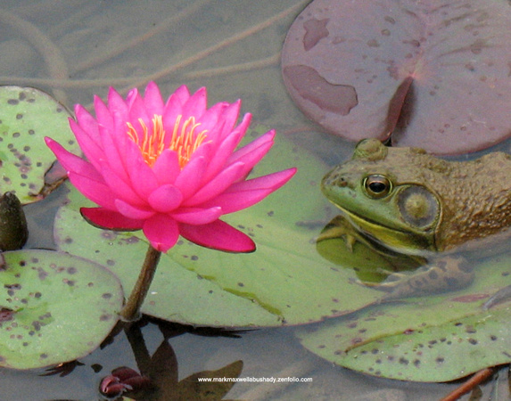 Frog with Waterlily #3