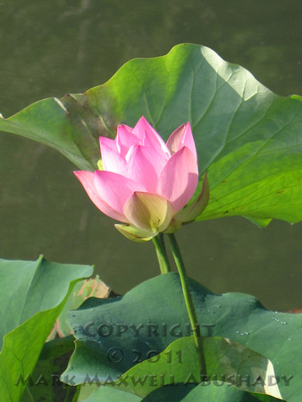 Lotus Portrait