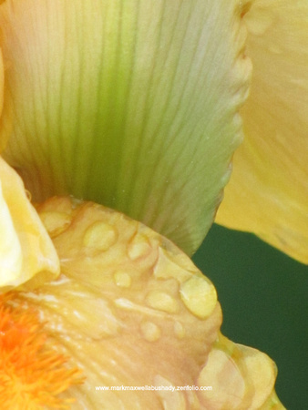 Color Study: Yellow Iris
